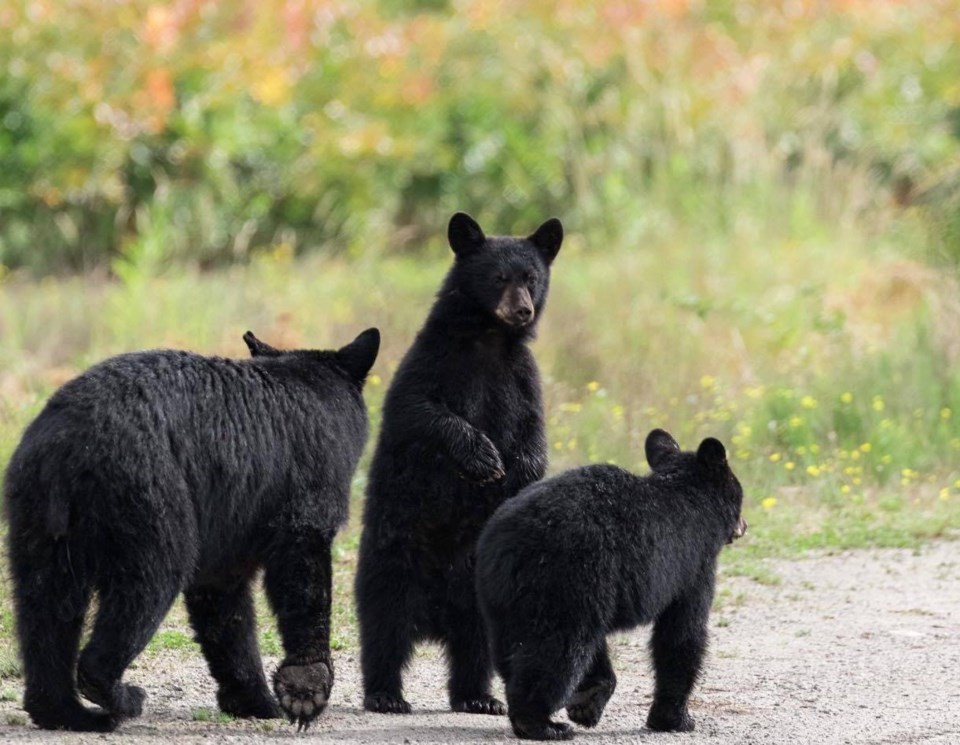 THE BEAR FACTS COL Luci Cadman Article 2 photo credit Tony Joyce Photography