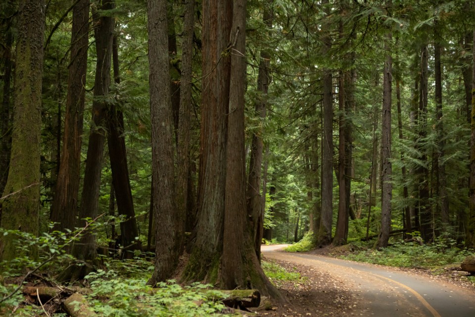 WhistlerBCValleyTrail