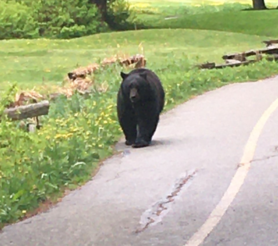 Bear Valley Trail