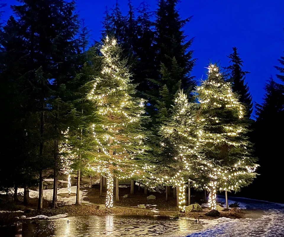christmas trees valley trail by clare Ogilvie Dec 2021 