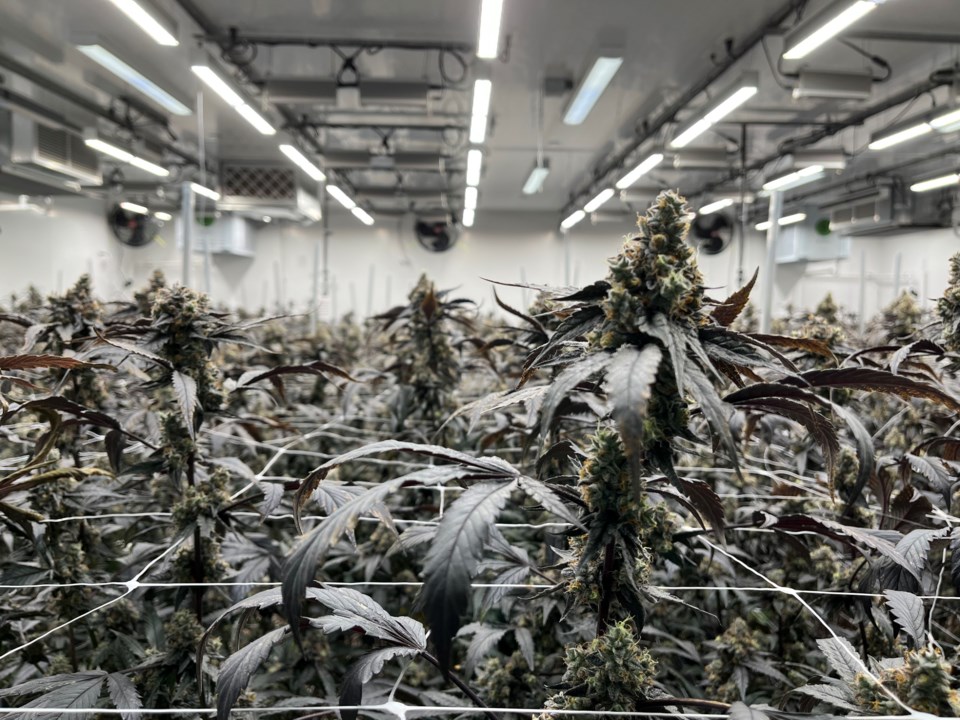 coast-mountain-cannabis-bud