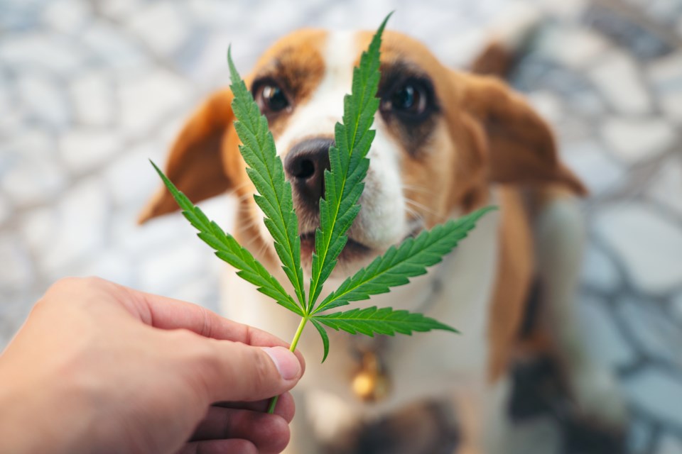 dogs-cannabis