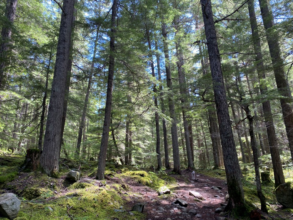 izzy-bear-in-the-forest