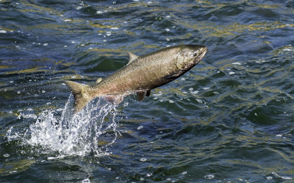Opinion-Letters-Chinook-Salmon-031121