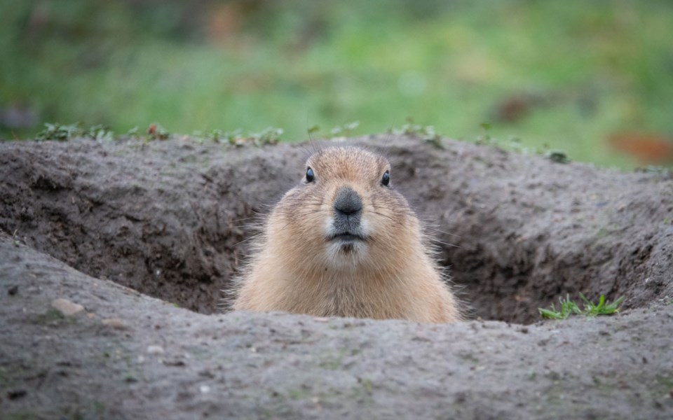 Opinion-Piquen-Groundhog-Day-021821