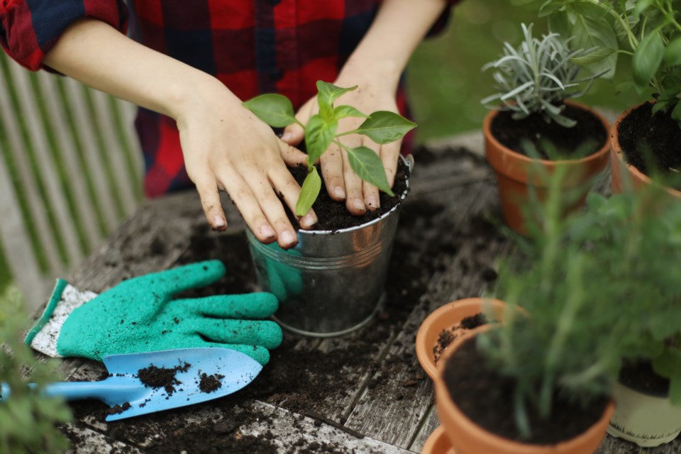 plantsaleletter