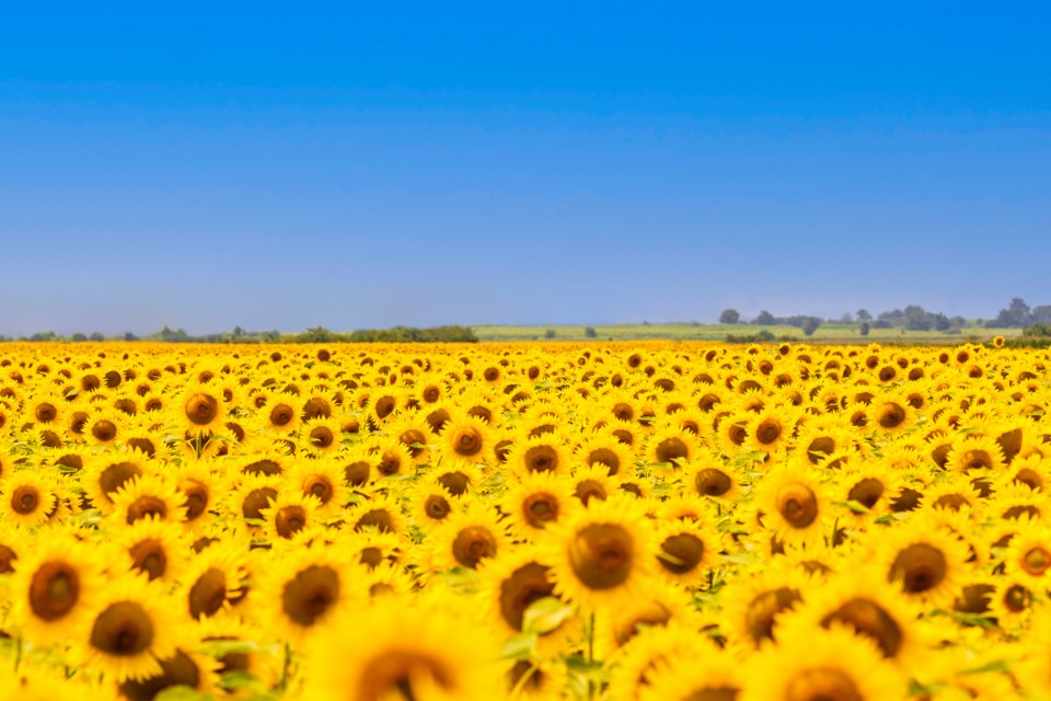 sunflowers Ukraine letter