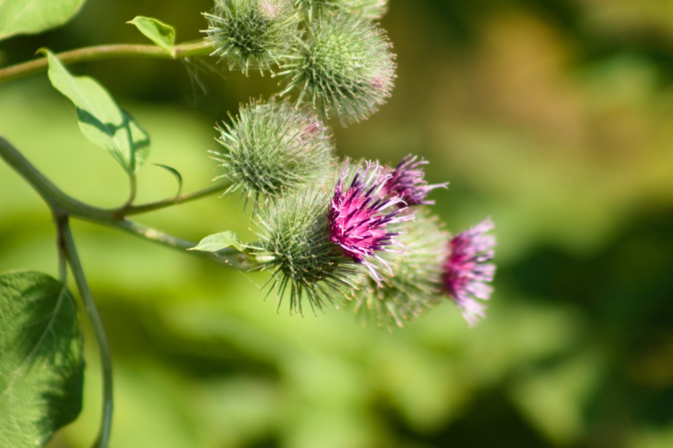 banish-burdock-pemberton