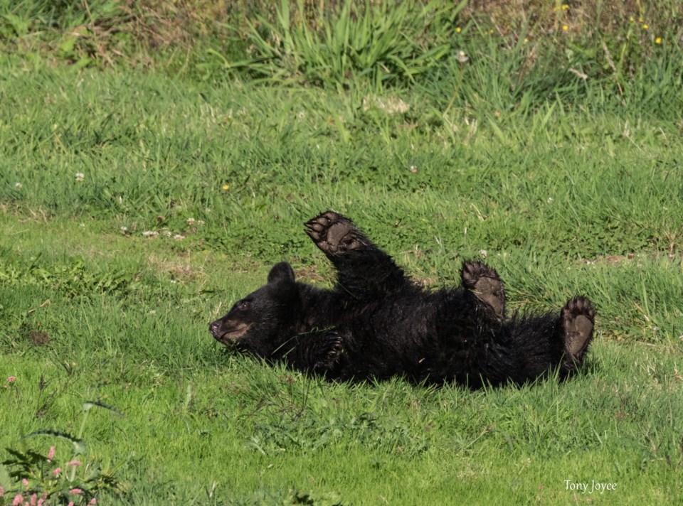 Bear facts June 30