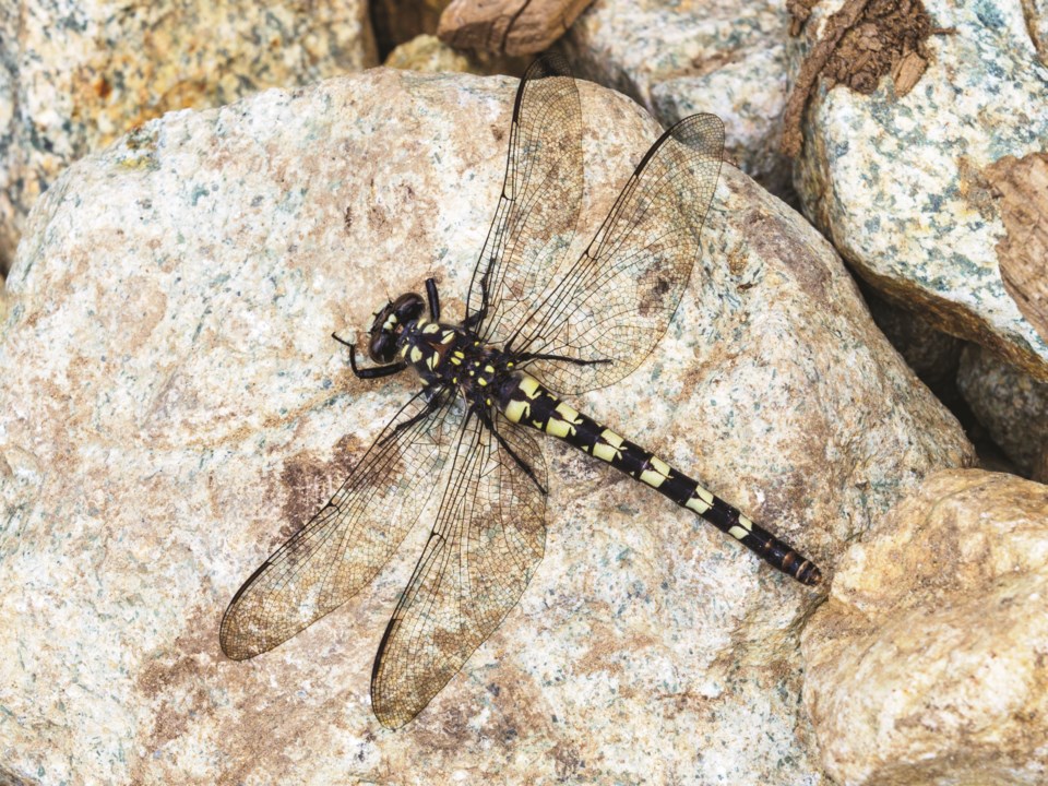 Dragonfly - Naturespeak 28.33 Tanypteryx hageni (Black Petaltail) (Bob Brett)