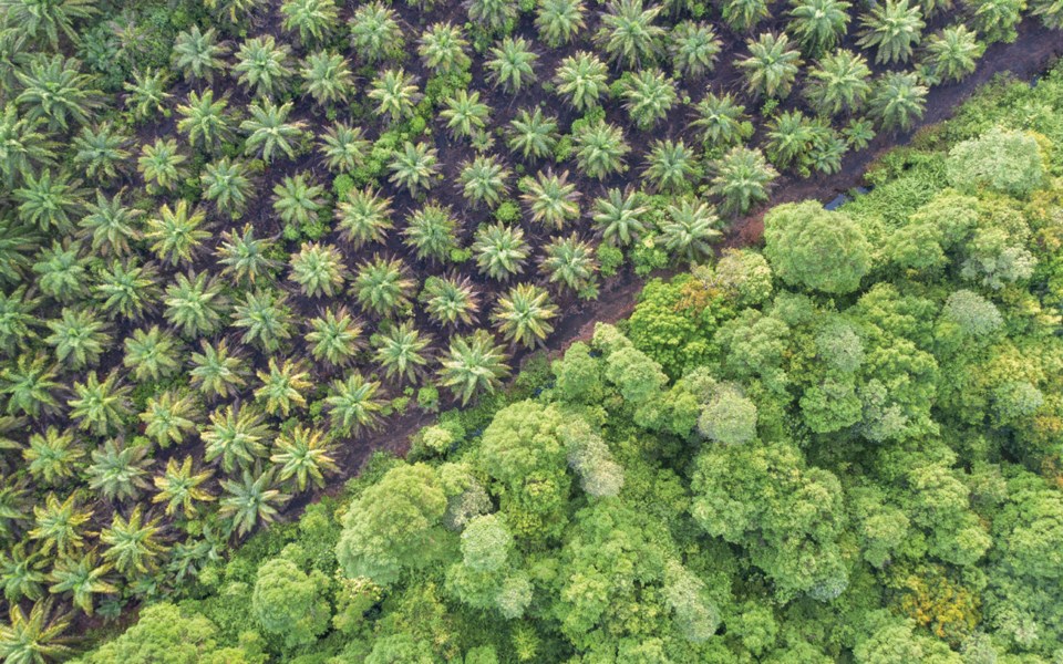 FD-Fork-in-the-Road-Palm-29.14-GETTY-IMAGES