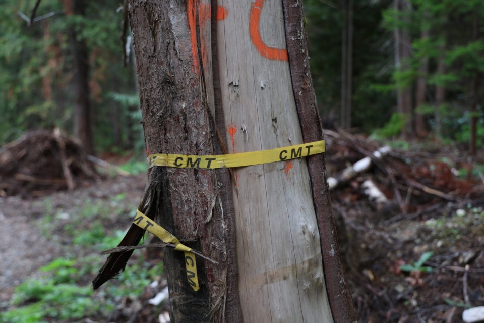 A culturally-modified tree identified by LFV.