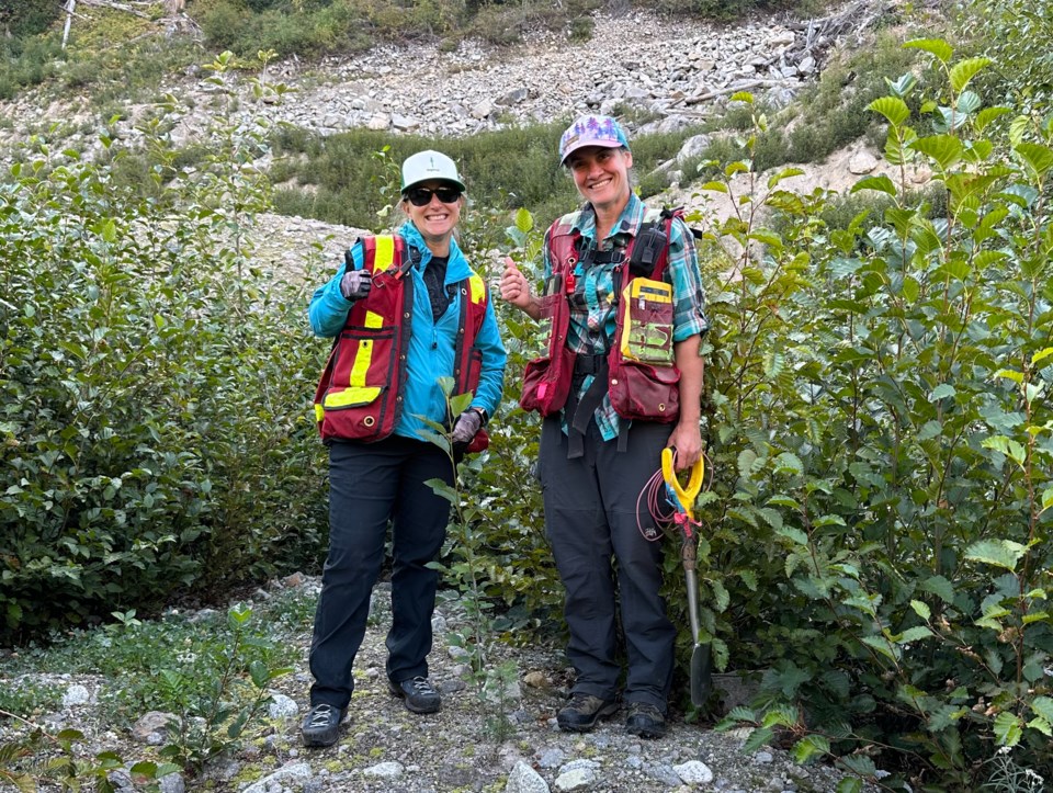 mt-meager-2-tree-planting