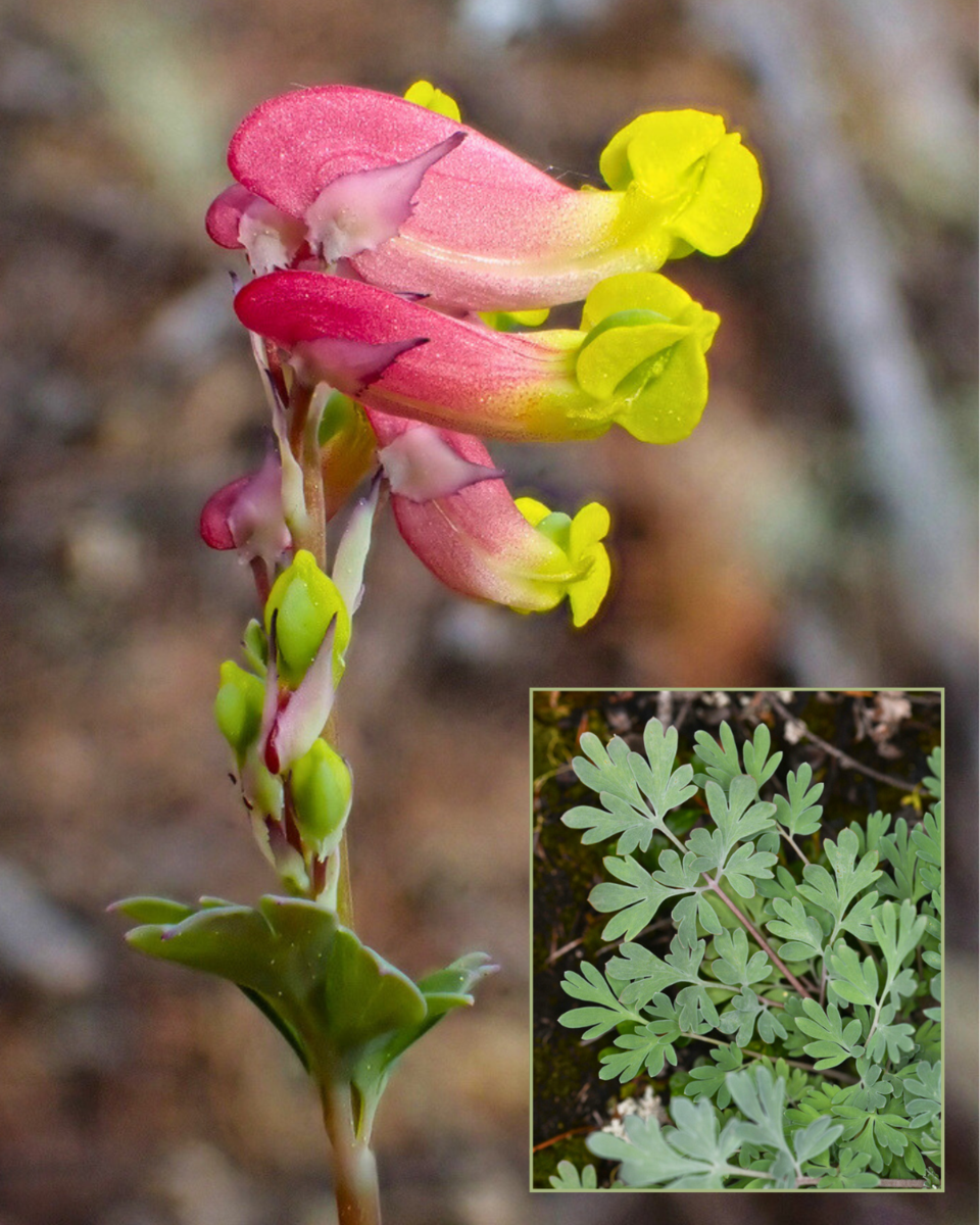n-naturespeak-rock-harlequin_ns-article-photo