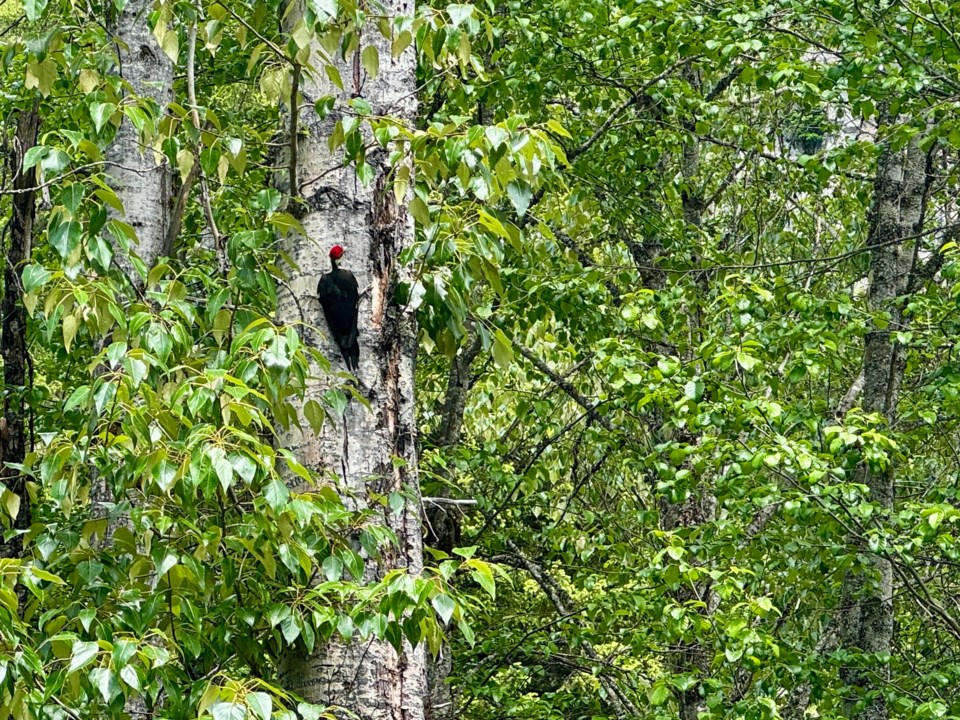 n-tree-protection-bylaw-liz-mcdonald