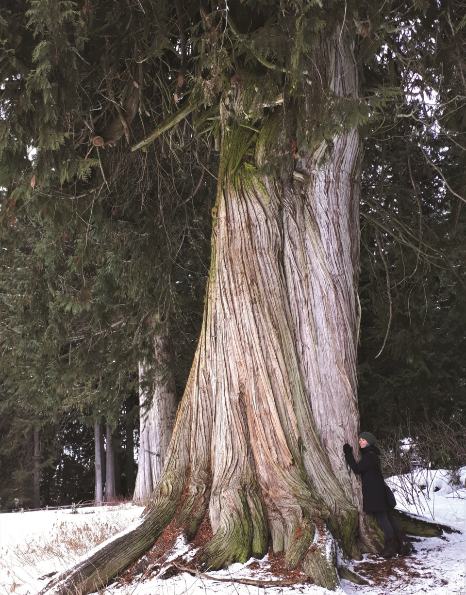 NATURESPEAK 28.11 Old redcedar on WGC BY JULIE BURROWS 