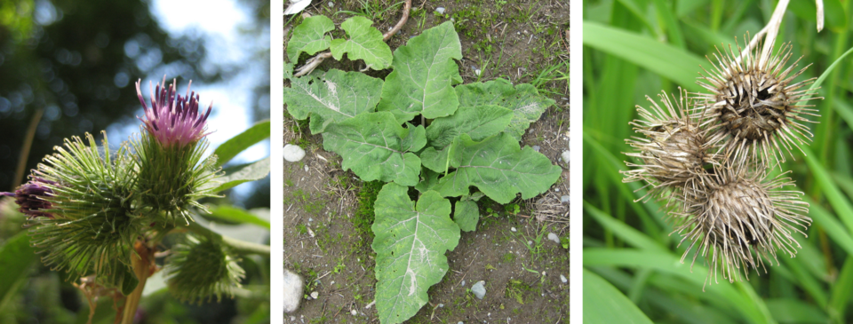 naturespeak-images-about-burdock