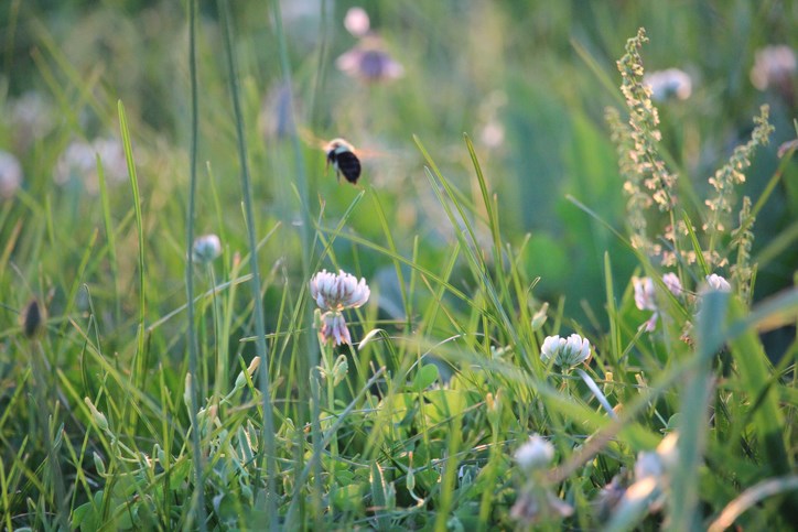 no mow may - for the bees