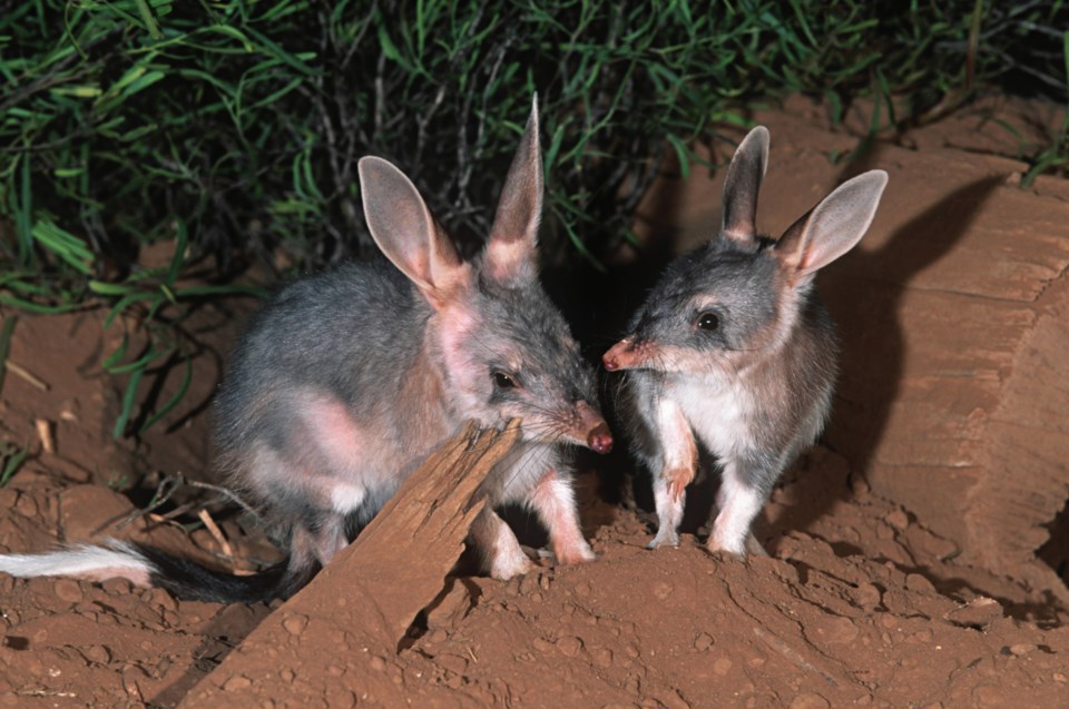 O-Science Matters bilby PHOTO BY MARTIN HARVEY GETTY IMAGES