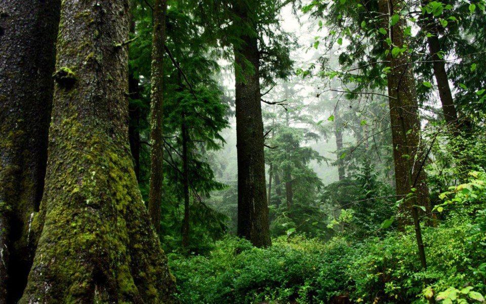 old-growth-forest-oregon-1536x940