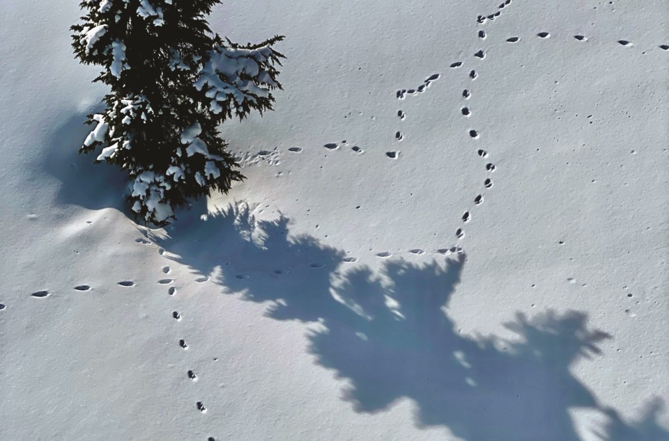 Range rover animal tracks