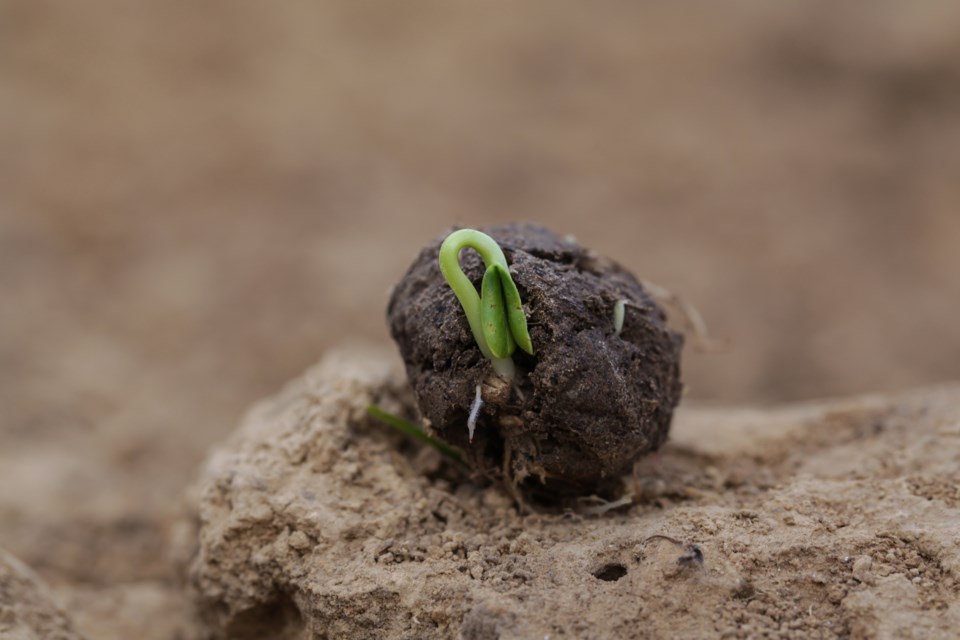 seed-bomb