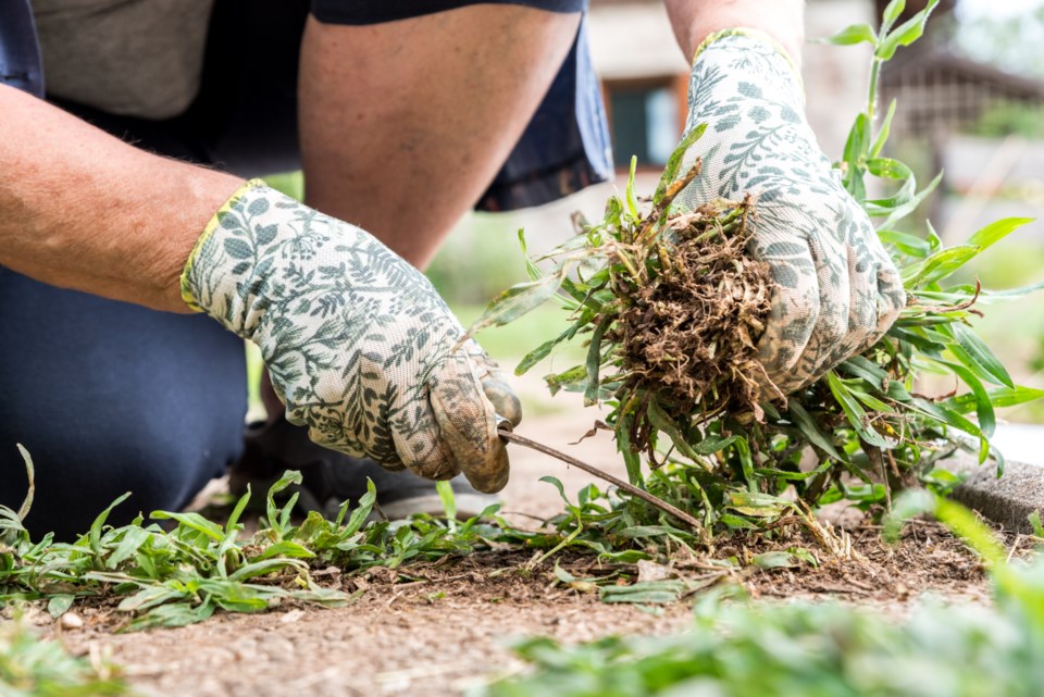 weeding-getty