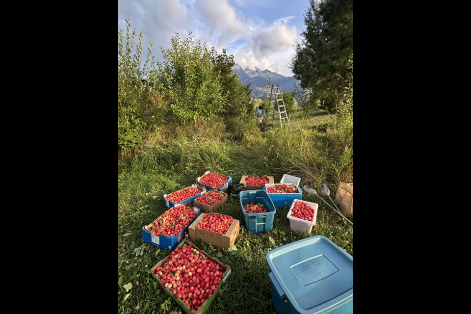 Boxes of freshly picked fruit await delivery to the Pemberton Food Bank. 