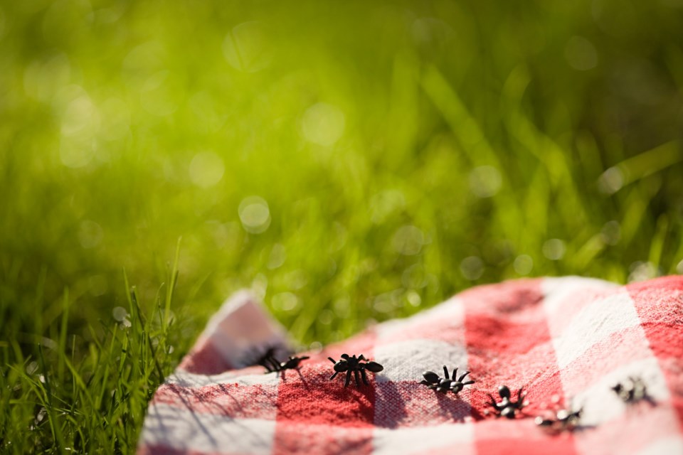ants-glenda-getty-august-2025