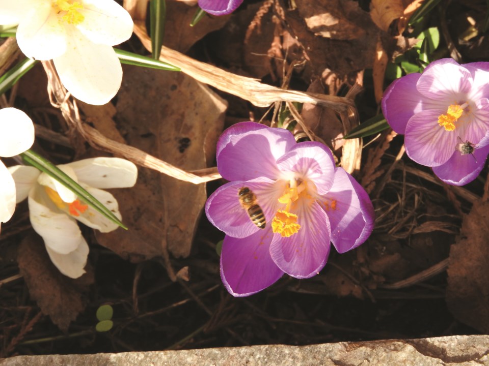 bee and crocus