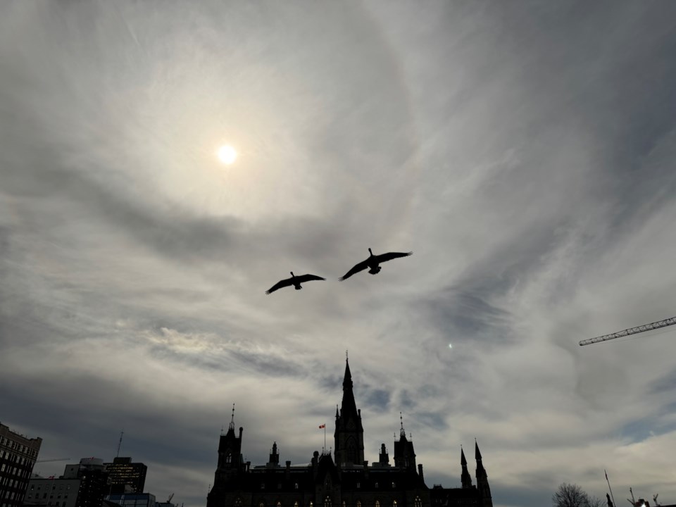 solar-eclipse-geese