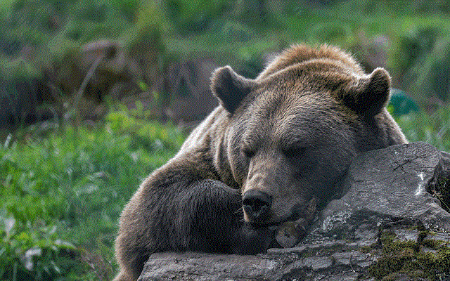 grizzly-bear-gettyimages-1169910930