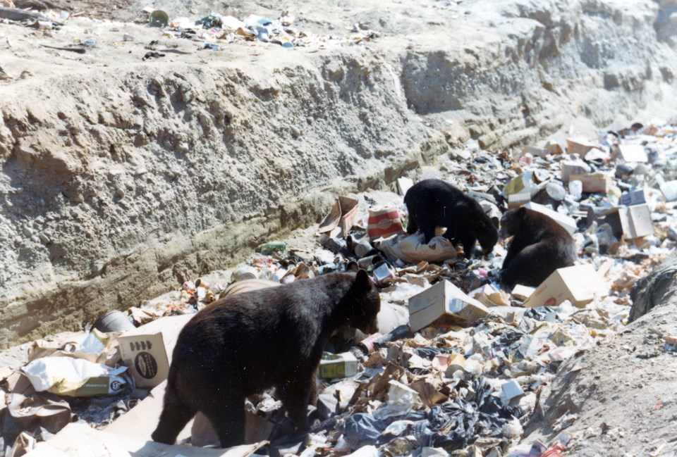 mm-bears-at-the-dump