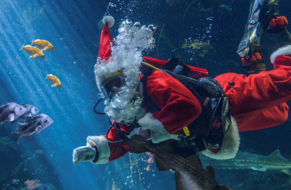 scuba claus vancouver aquarium