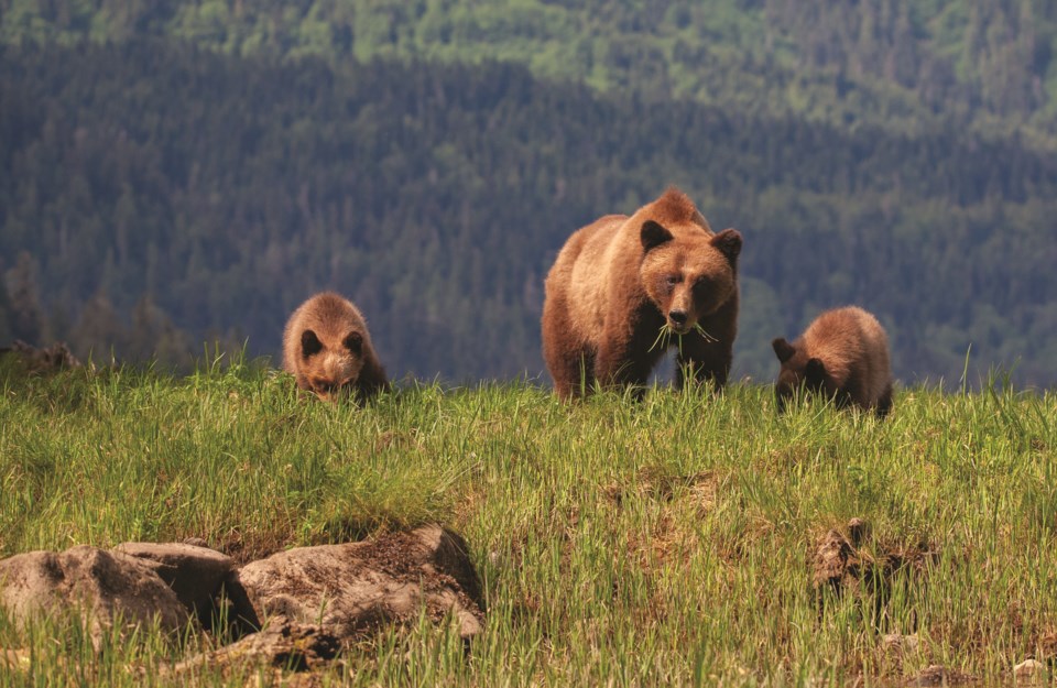 n-grizzlies getty