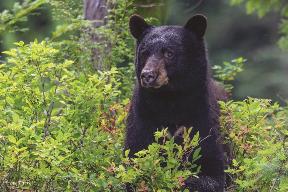 A black bear pictured in Whistler, B.C. | File photo by Liz Barrett.