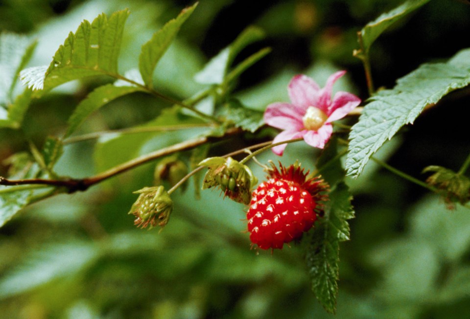 BC salmonberry