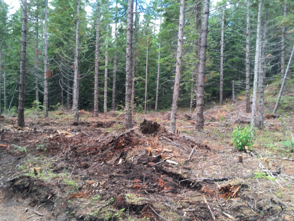 L-WHISTLER RIVERSIDE TRAIL LOGGING 28.17 BY CLARE OGILVIE IMG_4756