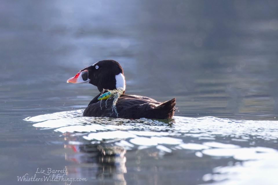 liz-barrett_surf-scoter