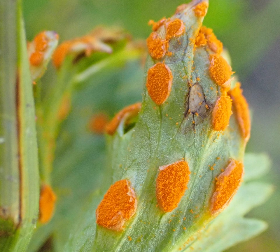 naturespeak-rust-fungus