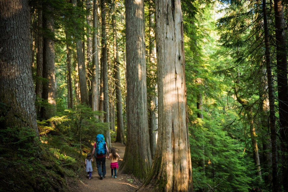 o-old-growth-3002-photo-by-mike-crane-getty-images