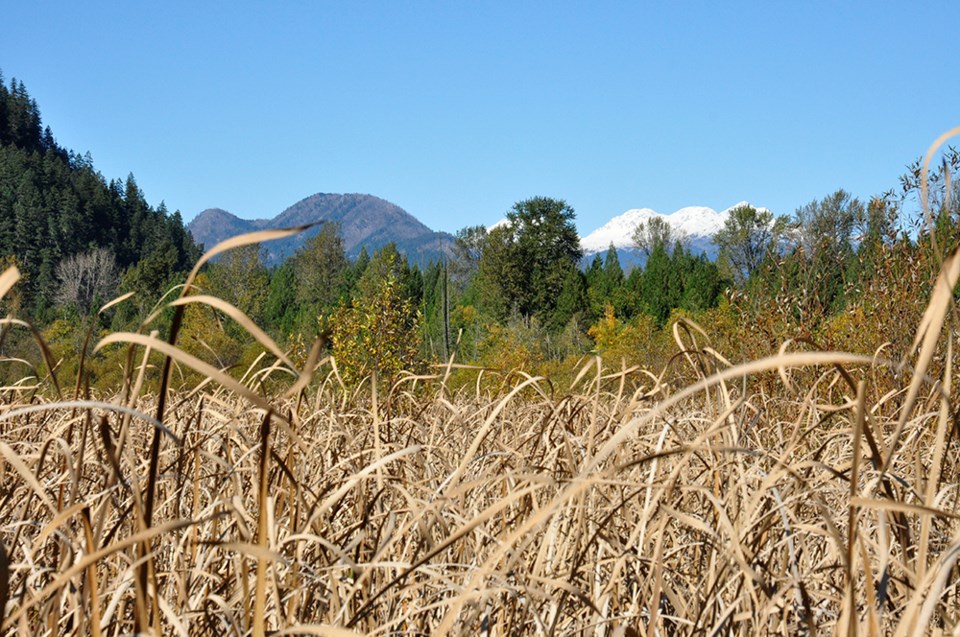 pemberton meadows ryan river conservation swamp forest mountains