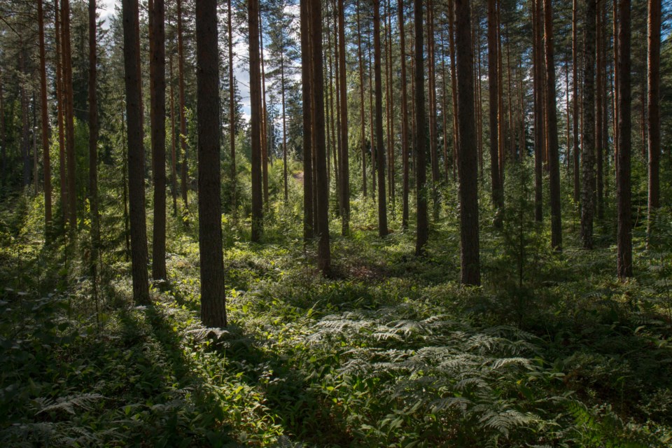 rural-explorer-trees-forest management - whistler bc biodiversity