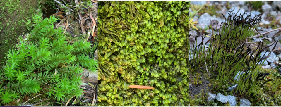 WhistlerBCMossBryophyte