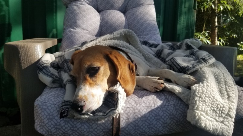 penny-dog
