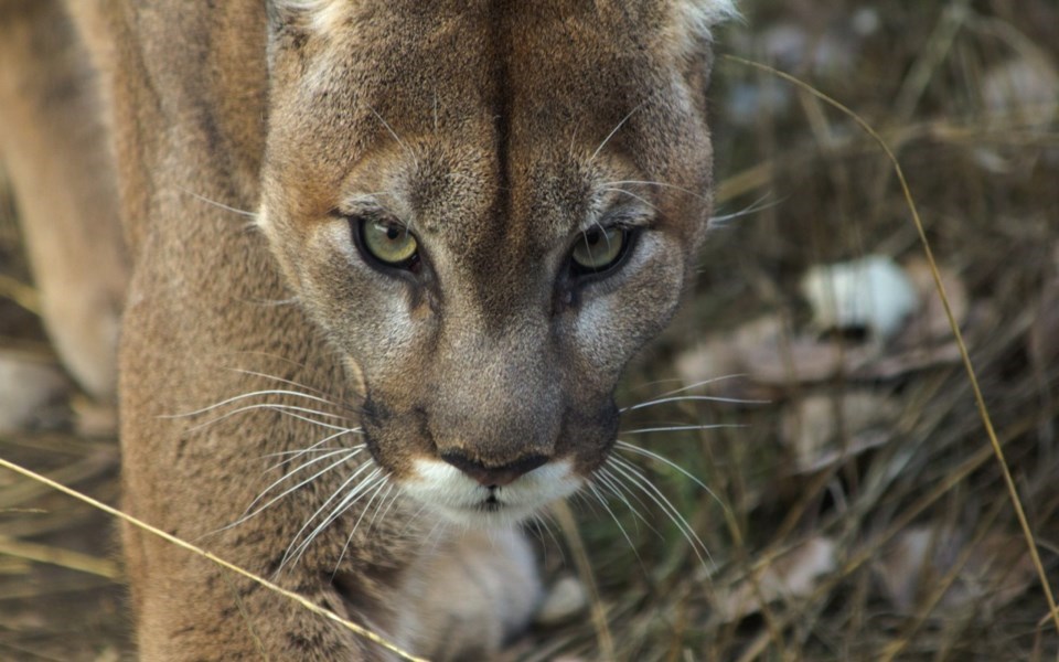 2019-28_n-cougar-web-2629-shutterstock