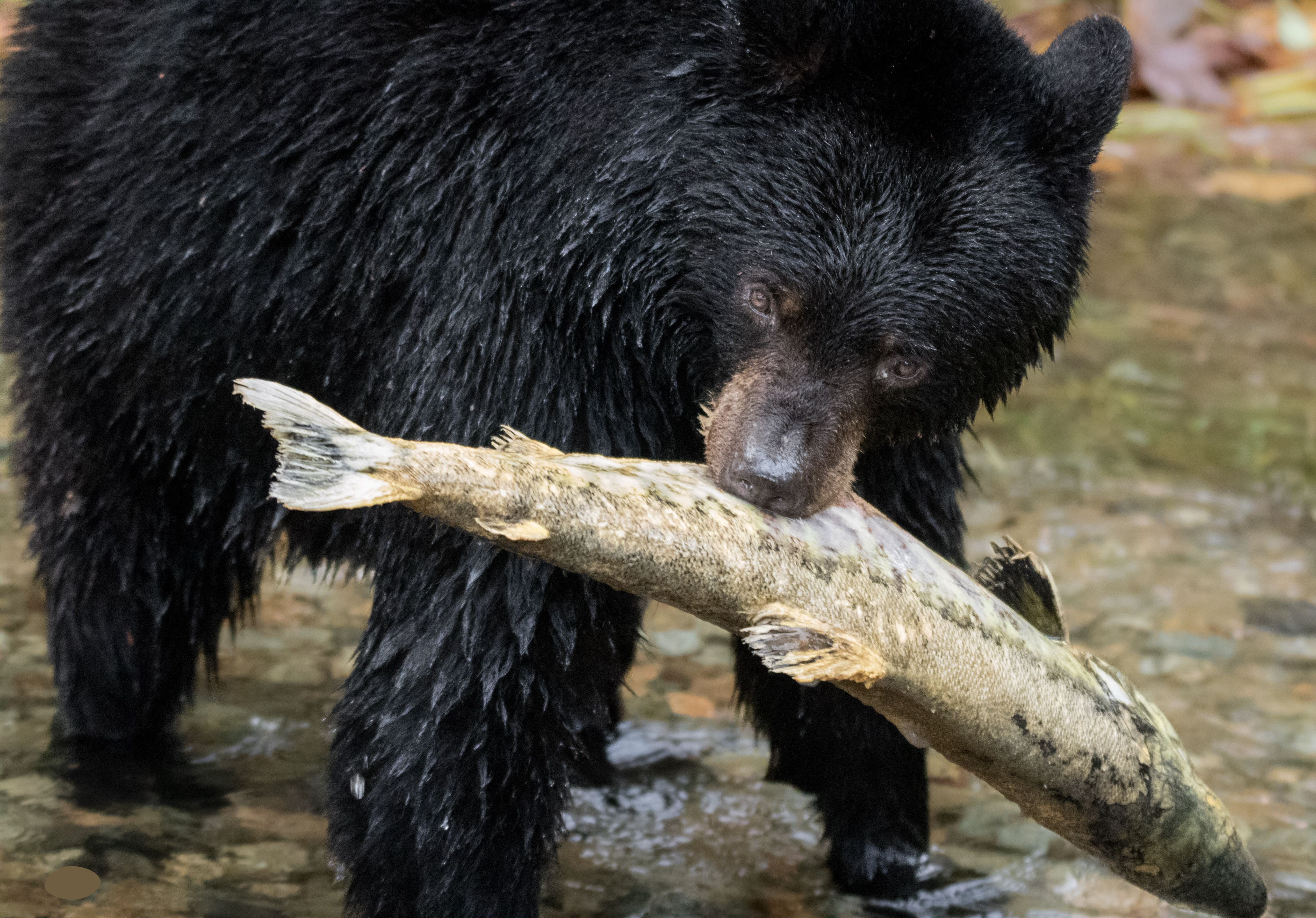 THE BEAR FACTS: Black bears and food - Pique Newsmagazine