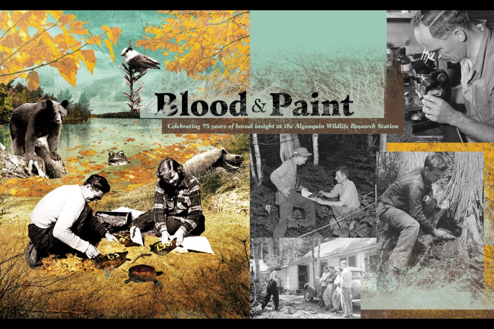 Blood and Paint.
Celebrating 75 years of boreal insight at the Algonquin Wildlife Research Station.