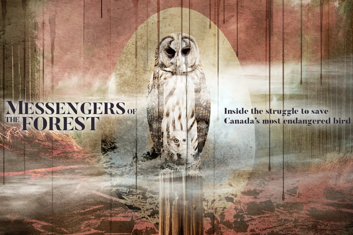 Inside the struggle to save Canada’s most endangered bird
