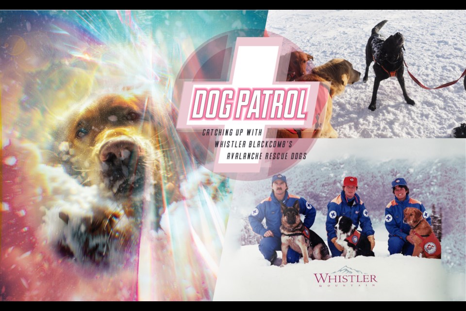 Dog patrol.
Catching up with Whistler Blackcomb’s avalanche rescue dogs.